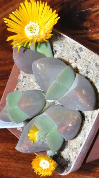 Oophytum Mix Succulent Cactus Mixed Living Stones Rocks Plant Seed 15 Seeds