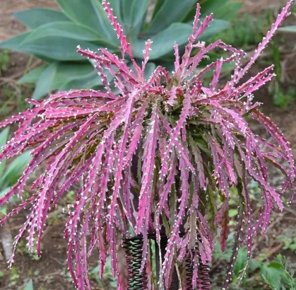 Vanheerdea Divergens Rare Mesembs Rock Succulent Living Stones Seed 15 Seeds