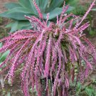 Vanheerdea Divergens Rare Mesembs Rock Succulent Living Stones Seed 15 Seeds