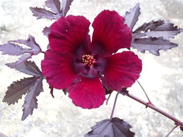 Ihlenfeldtia Vanzylii Rare Mesembs Rock Succulent Living Stones Seed 15 Seeds