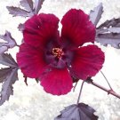 Ihlenfeldtia Vanzylii Rare Mesembs Rock Succulent Living Stones Seed 15 Seeds
