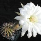 Echinopsis Vallegrandensis Lobivia Cactus Chamaecereus Succulent Seed 20 Seeds