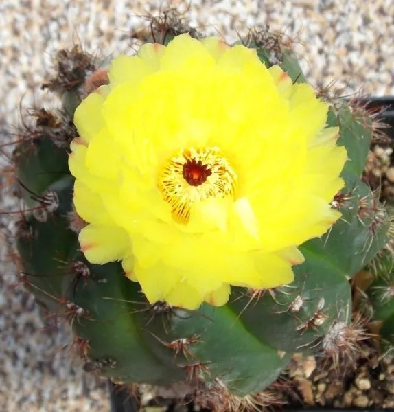 Echinopsis Mamillosa Rare Lobivia Cactus Chamaecereus Succulent Seed 20 Seeds