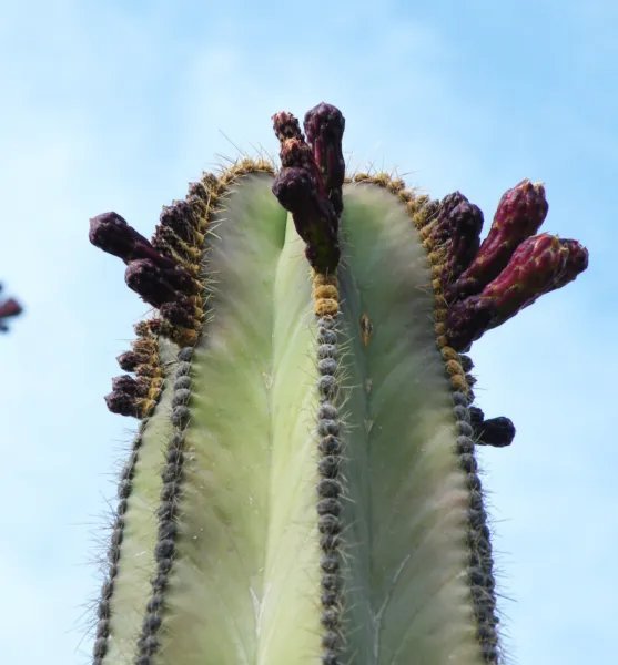 Notocactus Securi Tuberculatus Rare Parodia Oxycostata Cactus 25 Seeds