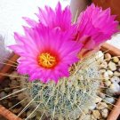 Stenocereus Griseus Lemaireocereus Cereus Pitayo De Mayo Cactus Seed 20 Seeds