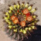 Thelocactus Rinconensis Rare Echinocactus Exotic Succulent Cactus Seed 15 Seeds