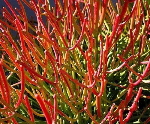 Ferocactus Wislizenii Candy Barrel Cactus Fishhook Cacti Succulent Seed 10 Seeds
