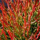 Ferocactus Wislizenii Candy Barrel Cactus Fishhook Cacti Succulent Seed 10 Seeds