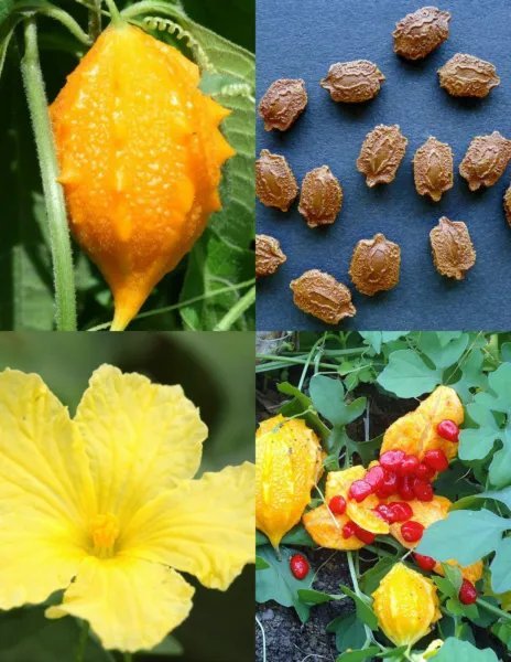 Passiflora Biflora )( Passion Vine Flower Butterfly Host Seed 100 Seeds