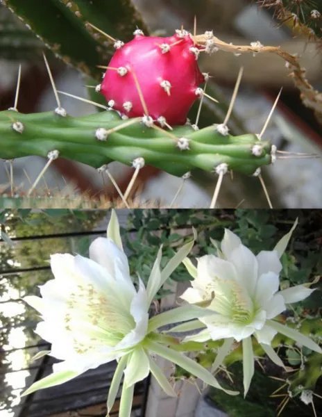 Harrisia Jusbertii Night Blooming Cereus Rare Eriocereus Cactus Seed 15 Seeds