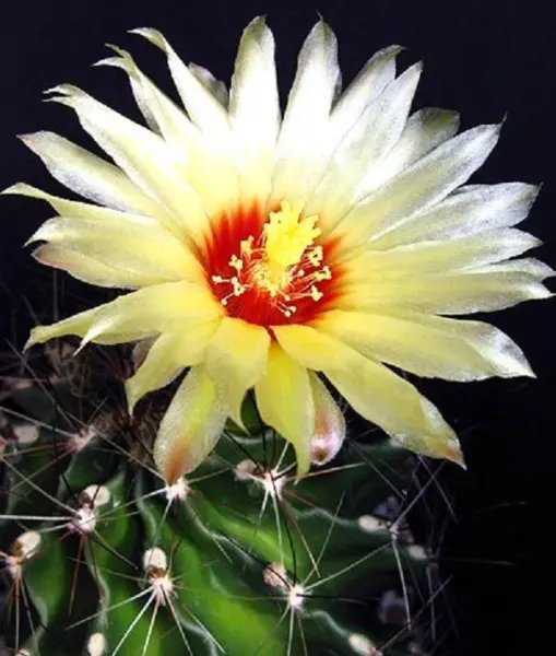 Harrisia Martinii Night Blooming Cereus Cacti Rare Snake Cactus Seed 15 Seeds