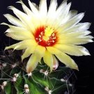Harrisia Martinii Night Blooming Cereus Cacti Rare Snake Cactus Seed 15 Seeds