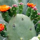 Lemaireocereus Pruinosus Rare Stenocereus Exotic Cereus Cactus Seed 20 Seeds