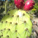 Hamatocactus Setispinus Exotic Barrel Cacti Rare Cactus Seed 25 Seeds