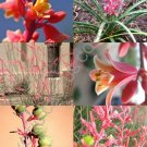 Opuntia Oricola Rare Chaparral Pricklypear Cactus Exotic Nopal Seed 20 Seeds