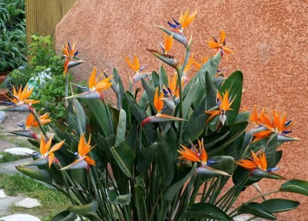 Hesperaloe Parviflora Rubra Succulent Rare Red Flower Yucca Aloe Seed 10 Seeds