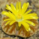 Phoenix Roebelenii Pygmy Date Palm Exotic Rare Palms Semi Plant Seed 50 Seeds