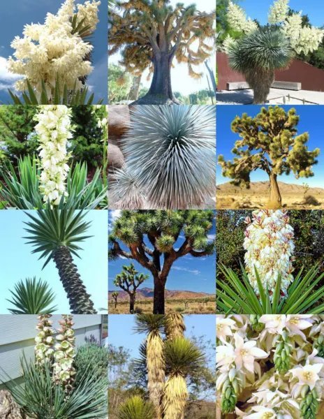 Onion Red Creole Onios Allium Cepa Vegetable Herb Salad Spice Seed 100 Seeds