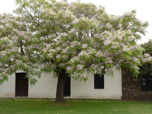 White Cedar Melia Azedarach Wood Mahogany Chinaberry Lilac Bonsai Tree 15 Seeds