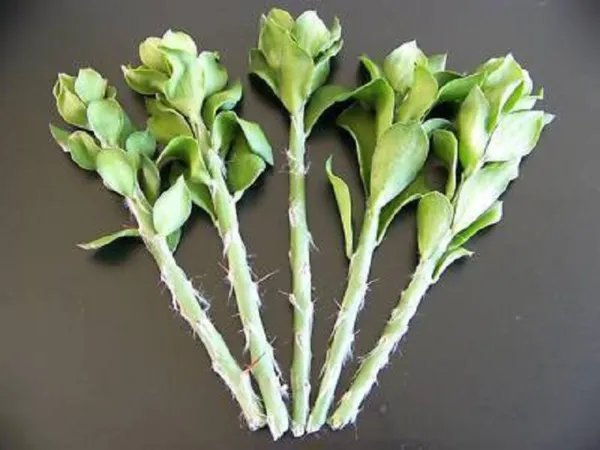 Schefflera Arboricola Rare Dwarf Umbrellatree Exotic Bonsai 25 Seeds