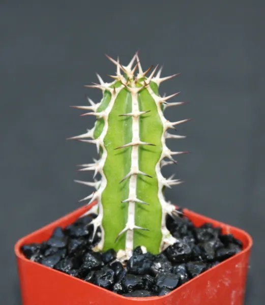 Yucca Filifera Rare Palm Tree Desert Agave Exotic Aloe Seed 15 Seeds