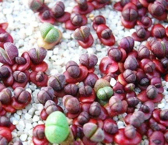 Color Succulent Mix Rare Plant Exotic Cactus Flower Succulents Seed 30 Seeds