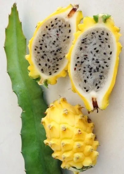 Cedrela Odorata Cedro Spanish Cedar Timber Tree Tropical Aromatic Wood 15 Seeds