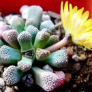 Pleiospilos Nelii Inciroyal Flush Inci Mesembs Rock Living Stones Cactus Seed 20 Seeds