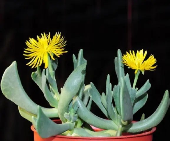 Pleiospilos Magnipunctatus Succulent Mesembs Rock Living Stones Seed 20 Seeds