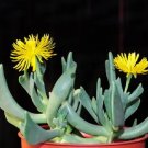 Pleiospilos Magnipunctatus Succulent Mesembs Rock Living Stones Seed 20 Seeds Pleiospilos Magnipunctatus Succulent Mesembs Rock Living Stones Seed 20 Seeds