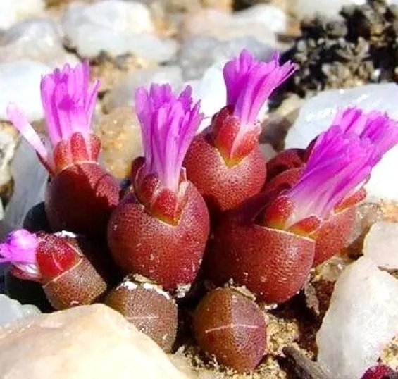 Rhombophyllum Dolabriforme Mesembs Living Stone Exotic Succulent Seed 15 Seeds