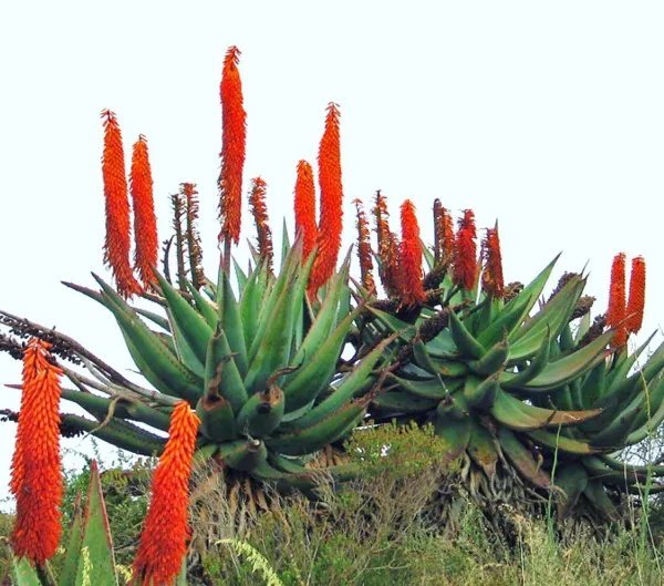 Pleiospilos Bolusii Rare Succulent Mesembs Rock Living Stones Rock Seed 20 Seeds