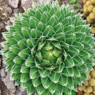 Oophytum Oviforme Rare Living Stones Mesembs Succulent Ice Plant Seed 15 Seeds