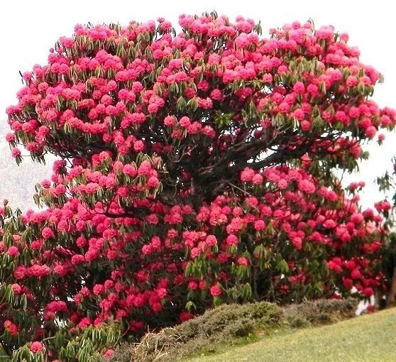 Celosia Spicata Wheat Flamingo Feather Purple Pink Fuschia Seed 20 Seeds