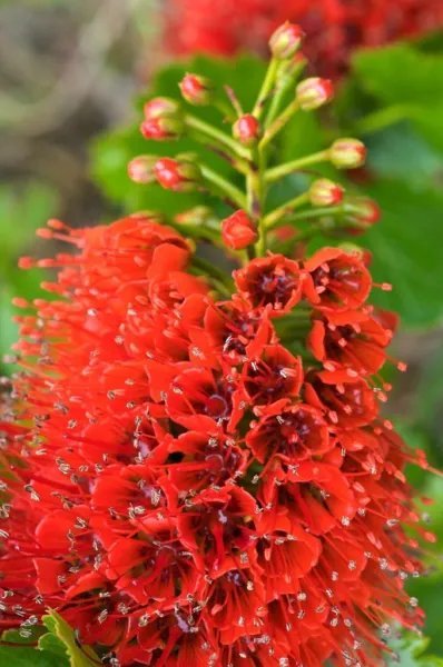 Aloe Ferox Exotic Bitter Medicinal Gel Succulent Rare Desert Plant Seed 10 Seeds