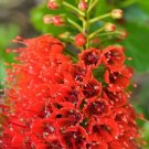 Aloe Ferox Exotic Bitter Medicinal Gel Succulent Rare Desert Plant Seed 10 Seeds