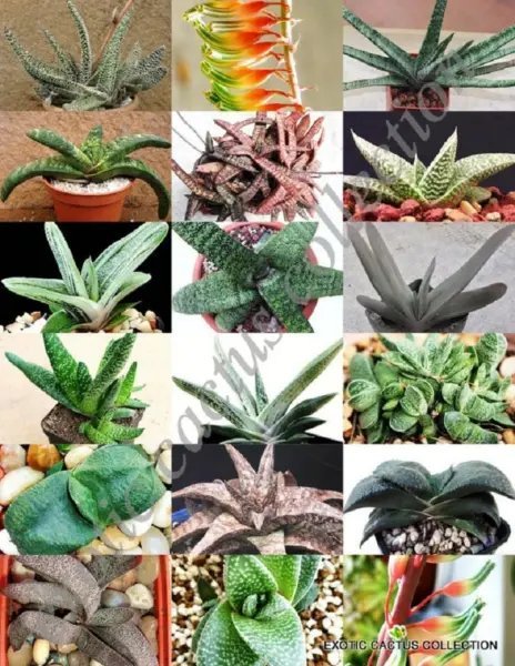 Agave Victoriae-Reginae Exotic Rose Succulent Aloe Hardy Plant Seed 15 Seeds