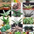 Agave Victoriae-Reginae Exotic Rose Succulent Aloe Hardy Plant Seed 15 Seeds