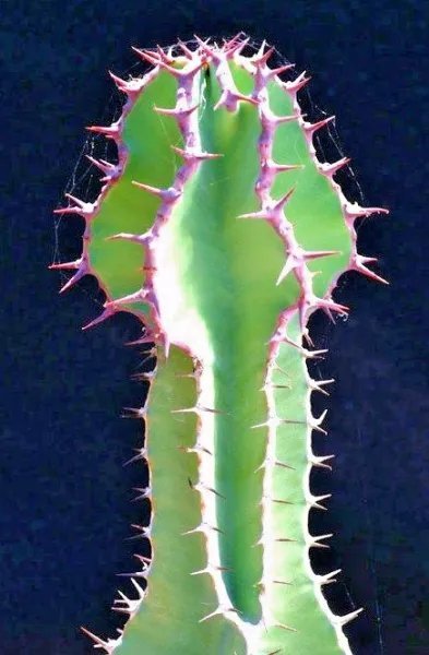 Puya Mirabilis Rare Bromeliad Agave Drought Aloe Succulent Plant Seed 15 Seeds
