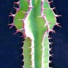 Puya Mirabilis Rare Bromeliad Agave Drought Aloe Succulent Plant Seed 15 Seeds