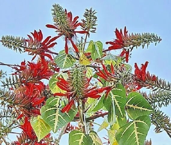 Passiflora Ambigua Rare Passion Flower Fruit Collector Exotic Seed 10 Seeds
