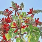 Passiflora Ambigua Rare Passion Flower Fruit Collector Exotic Seed 10 Seeds