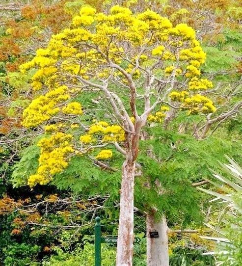 Erythrina Variegata Tiger'S Claw Indian Coral Tree Tropical Fresh Seed 10 Seeds