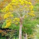 Erythrina Variegata Tiger'S Claw Indian Coral Tree Tropical Fresh Seed 10 Seeds