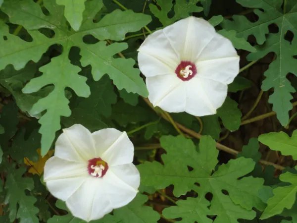 Morning Glory Mix Rare Climber Vine Ipomoea Merremia Seed 20 Seeds
