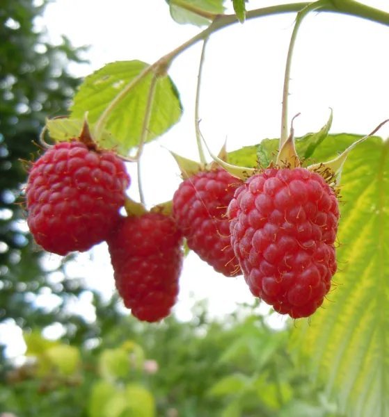 Ficus Carica Common Fig Exotic Organic Mulberry Edible Fruit Tree Seed 10 Seeds
