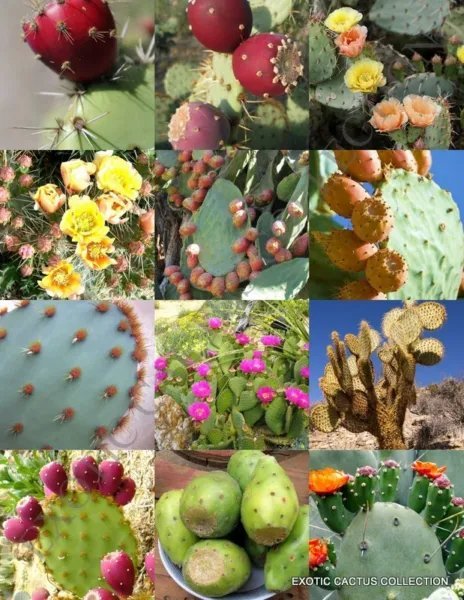 Yucca Filamentosa Adam'S Needle Rare Agave Aloe Seed 15 Seeds