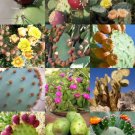 Yucca Filamentosa Adam'S Needle Rare Agave Aloe Seed 15 Seeds