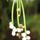 Pregnant Onion Ornithogalum Caudatum Rare Succulent Bulb False Sea Seed 15 Seeds