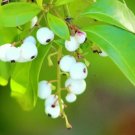 Jamaican Caper Capparis Cynophallophora Fruit Florida Native Berry Seed 10 Seeds